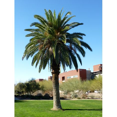 PALMA DELLE CANARIE PHOENIX CANARIENSIS IN VASO 24CM, sempreverdi
