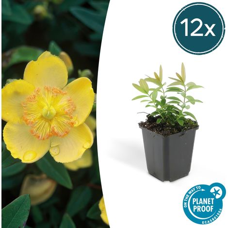 Lot de 12 Millepertuis Hypericum Calycinum Couvre-sol Fleurs Jaunes 10-25 cm Pot Ø 9 cm - PANGIVO (1/5)