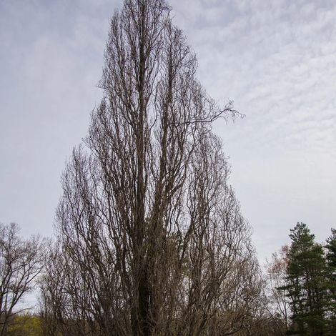 Chêne pédonculé fastigié Koster, Quercus robur/Pot de 15L - Baliveau