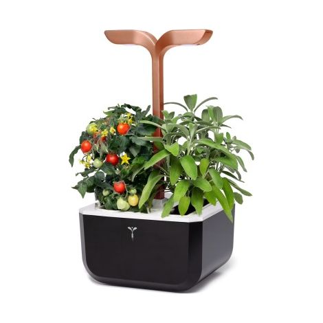 Potager de cuisine - Exky Copper Black - Véritable (1/5)