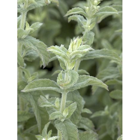Menthe duveteuse Godet de 8/9 cm (1/2)