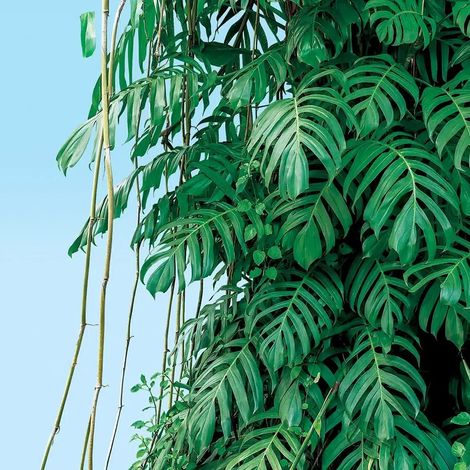 papier peint panoramique feuilles tropicales vert et bleu - Sanders & Sanders (1/5)
