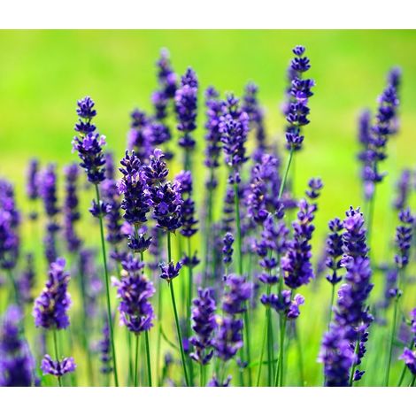 Planta de Lavandula Dentata