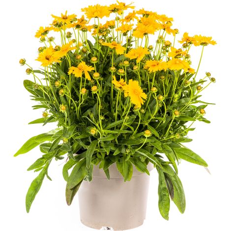 Coreopsis grandiflora - Plante Vivace à Fleurs Jaunes pour Massif et Bordure - Ø19 cm H50-60 cm - PANGIVO (1/5)