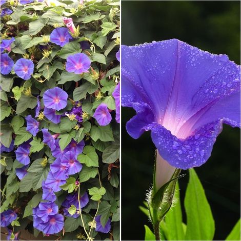 Semillas de Ipomoea Purpurea. Campanilla Morada. 100 Gramos
