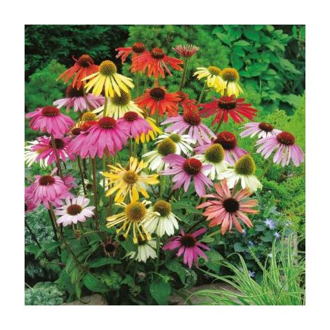 ECHINACEA CHEYENNE SPIRIT -  3 GODETS