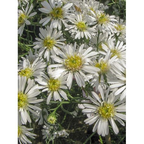 Aster datschii Godet de 8/9 cm (1/2)