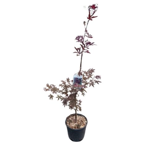 Acer Campestre-pianta giovane