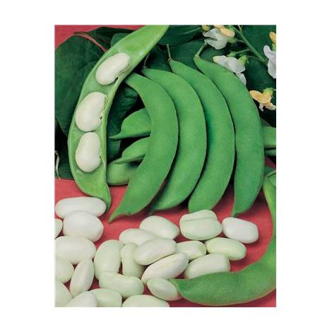 HARICOT RAMES D ESPAGNE BLANC - 150 G