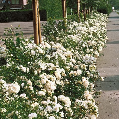 Gardenaria Rosa rampicante 'Aspirin Rose' - Rosa da giardino - Altezza: 180 cm (vaso 20) (1/4)