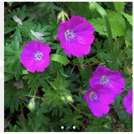 6 x Geranium sanguineum - Géranium sanguin - pot de 9 x 9 cm (1/2)