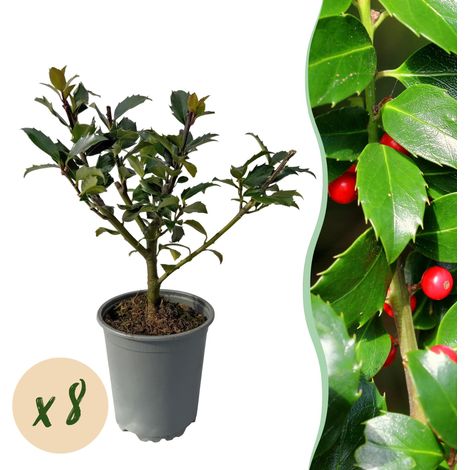 Ilex meserveae Blue Maid - Lot de 8 Plantes de Haie Persistant - Feuillage Vert - Pot 9cm 25-30cm - PANGIVO (1/5)