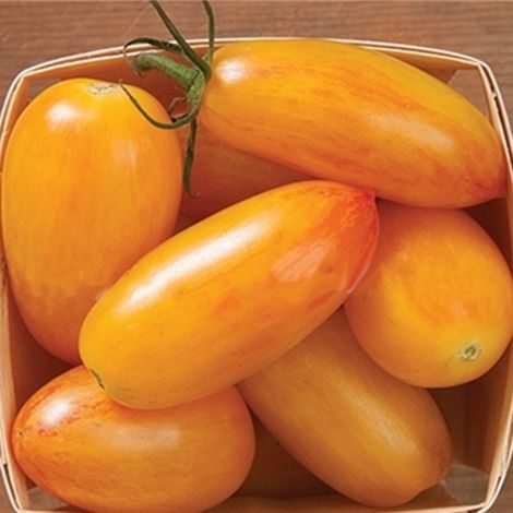100 graines de tomates savoureuses et productives pour votre potager extérieur (1/5)