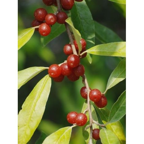Chalef d'automne 'Amoroso' Pot de 2L/3L (1/2)