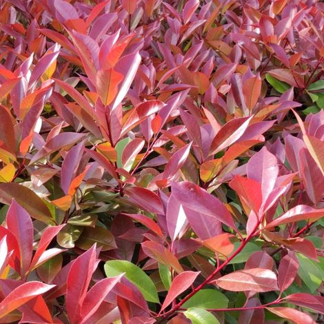 Photinia Red Robin - Photinia xfraseri Red Robin en Pot 18L 150/175cm