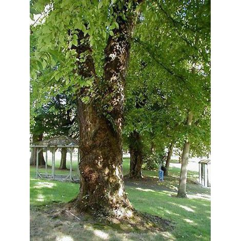 Orme commun Pot de 7,5L/10L