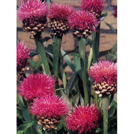 Cirse du Japon 'Rose Beauty' Godet de 8/9 cm (1/3)