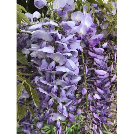 Wisteria floribunda Macrobotrys (glycine pourpre) Pot 18cm H 190cm grimpant (1/3)