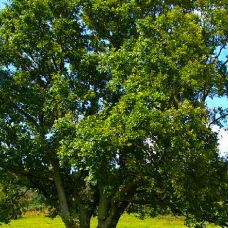 Chêne pédonculé (Quercus robur) - Godet - Taille 20/40cm (1/4)