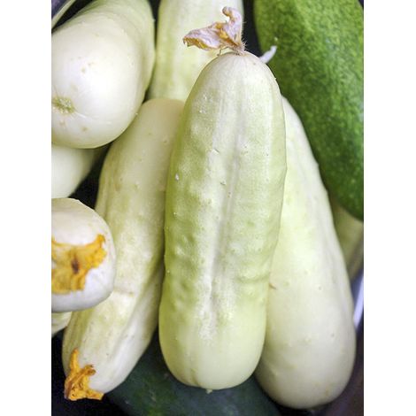 Concombre 'White Wonder' le sachet de 50 graines (1,5g) (1/2)