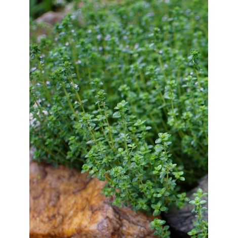 Thym citron Godet de 8/9 cm (1/2)