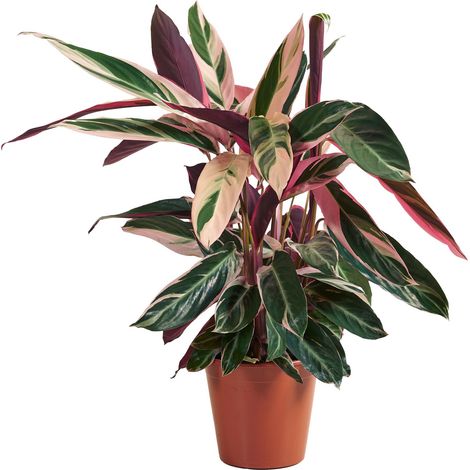 Bloomique - Calathea Triostar - Plante paon - Plantes d'intérieur - Purificateur d'air - Adapté aux animaux - Hauteur 40-60 cm - Pot de 19 cm