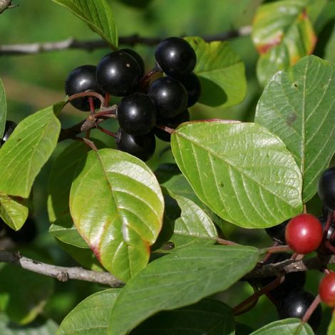 Rhamnus frangula - frangola - alveolo forestale (1/2)