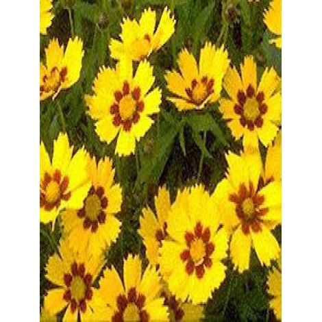 Oeil de jeune fille 'Baby Gold' Godet de 8/9 cm (1/3)