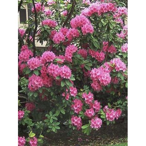Rhododendron 'Anna Rose Whitney' Pot de 4L/5L