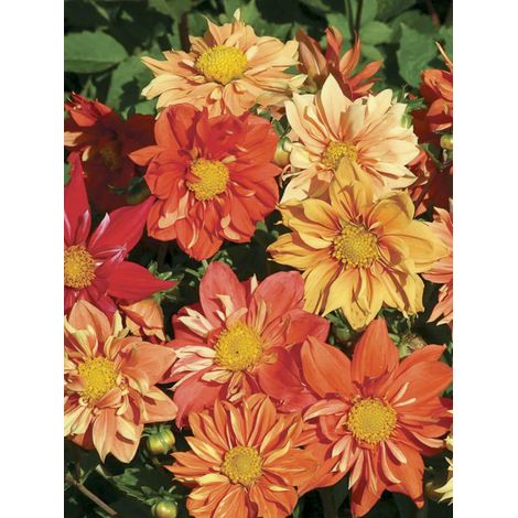 Dahlia variabilis 'Sunny Reggae' le sachet de 100 graines (1g) (1/2)