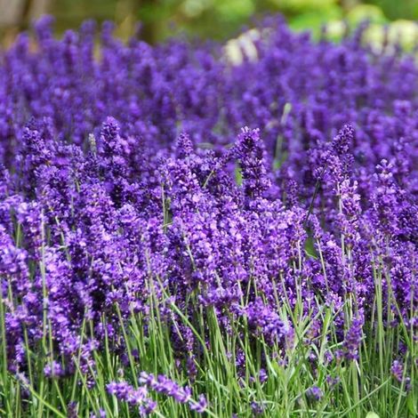 10000 Graines de Lavande Non-OGM – Plantes Vivaces Parfumées, Attire les Pollinisateurs, Adapté à la Culture Intérieure et Extérieure (1/5)
