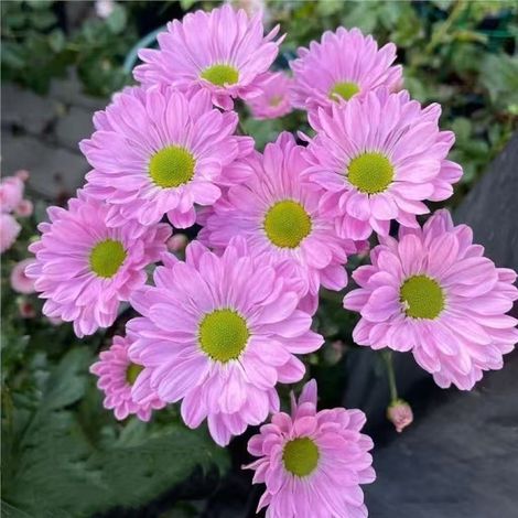 2000 graines de marguerites roses, fleurissant en toutes saisons, longue période de floraison, adaptées à la plantation en jardin, engrais inclus. (1/5)