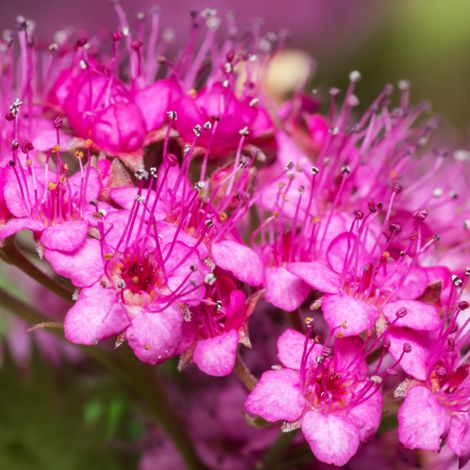 Spirée japonica crispa - Spiraea japonica crispa 20/30 cm Pot 3L
