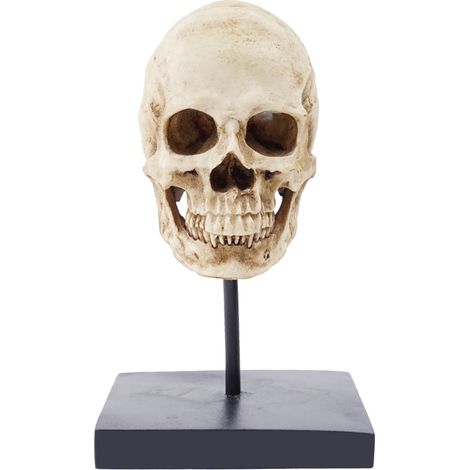 Menschlicher Schädel aus Kunstharz, medizinisches Modell, Halloween-Dekoration, Moganxi, Tierkunst, RH-6146 (1/5)