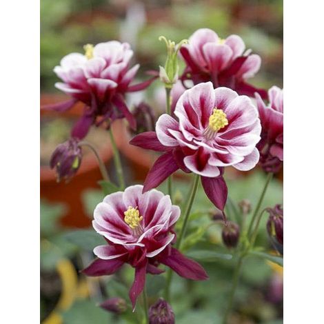 Ancolie des jardins 'Winky Red White' Godet de 8/9 cm (1/4)