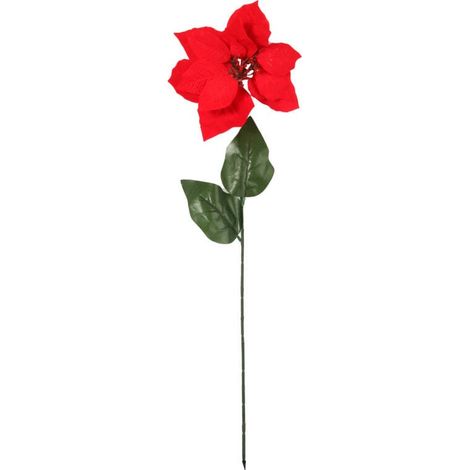 Weihnachtsstern 'Star of Bethlehem' (einfache Blüte), 64 cm (1/2)