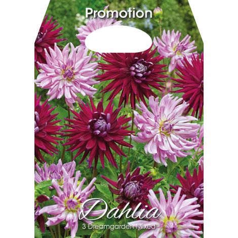 Dahlia Dreamgarden Mixed (CONFEZIONE DA 3 BULBI)