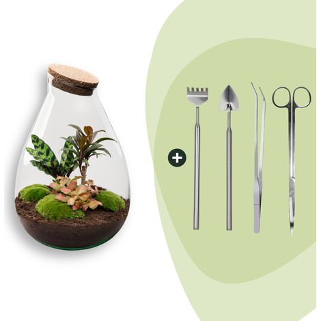 Terrarium Plante DIY Écosystème Autonome avec 3 Plantes et Outils Ø 29 x 37 cm - PANGIVO (1/2)