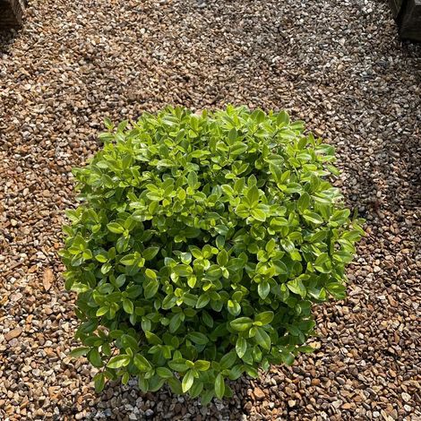 Gardenaria Pittosporo - Pittosporum tenuifolium 'Golf Ball' - Arbusto ornamentale da giardino - Altezza: 30/40 cm (vaso19)