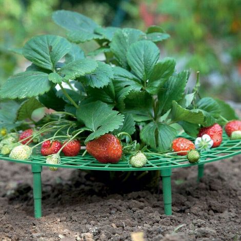 Support Pour Fraisiers - Diamètre 30 cm - Hauteur 9,5 cm - En Plastique - Pour Culture Extérieure - Lot de 5 (1/5)