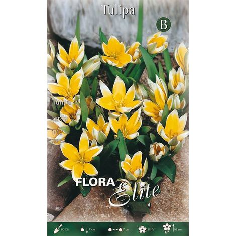 Bulbi di Tulipano Tarda 10 Bulbi