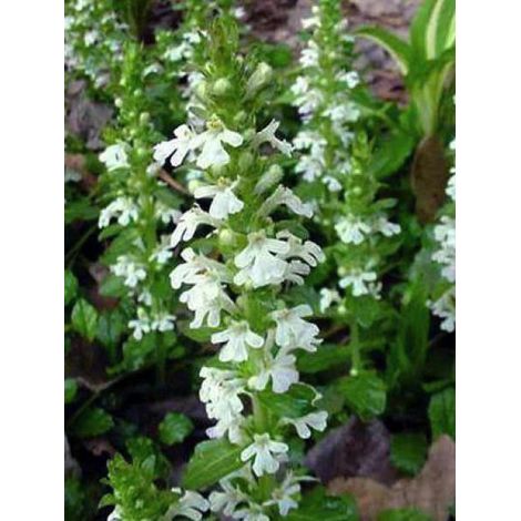 Bugle rampant 'Alba' Godet de 7/8 cm (1/3)