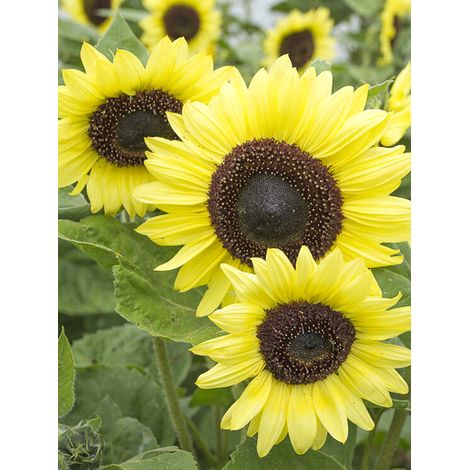 Soleil, Tournesol 'Valentine ' le sachet de 25 graines