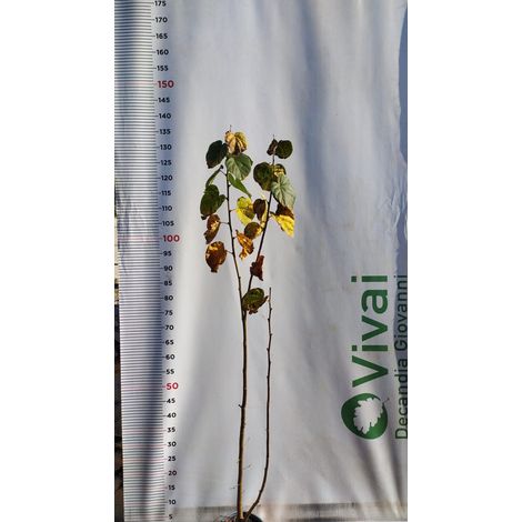 PIANTA DI TILIA CORDATA IN VASO 18 CM (foto reale) TIGLIO