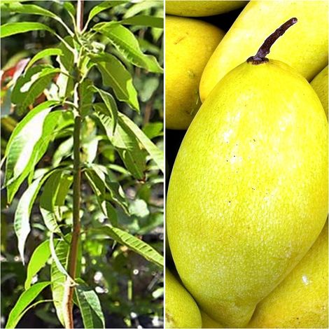 Arbol Planta Frutal Mango Variedad Ataulfo. 100 - 110 Cm