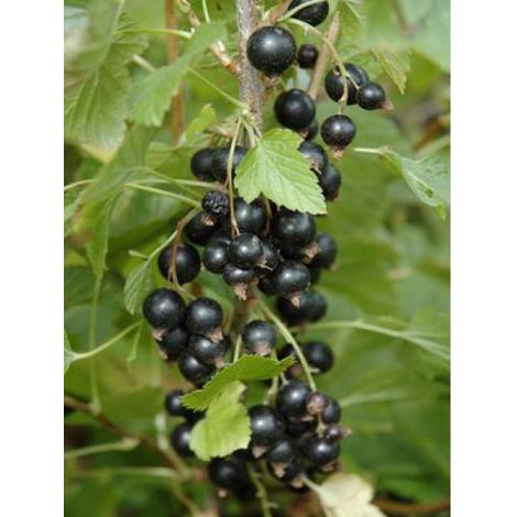 Cassissier 'Ben Nevis' Pot de 1,5L/2L, Buisson (1/3)