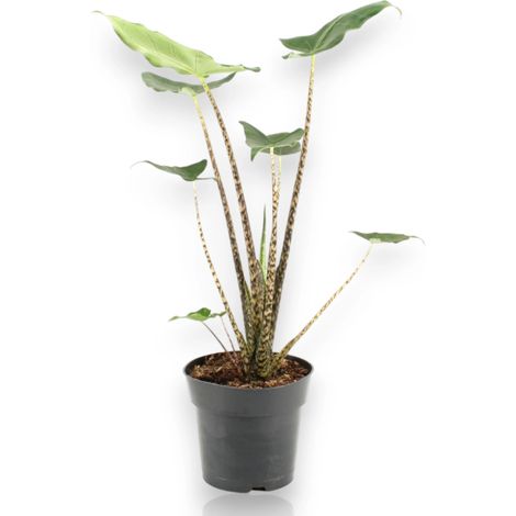 Gardenaria Alocasia zebrina - Pianta da interno ornamentale - Altezza: 60 cm (vaso 17) (1/5)