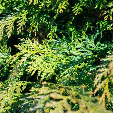 Thuya géant Atrovirens - Thuja plicata Atrovirens 80cm en pot (1/4)
