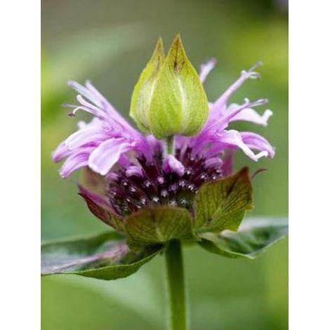 Monarde 'Mohawk' Godet de 8/9 cm (1/2)