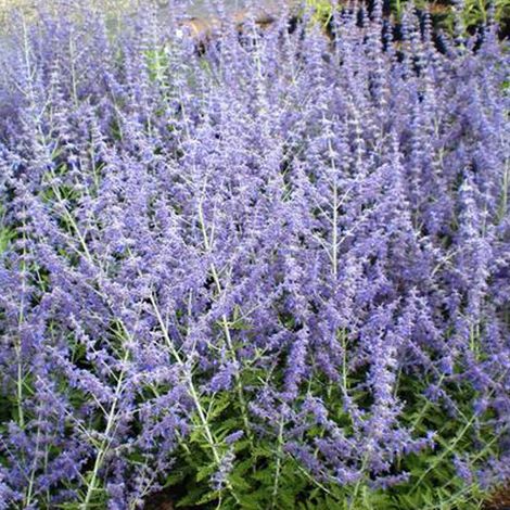 Sauge d'Afghanistan  - Perovskia 'Blue Spire'  - 30-40 cm pot
